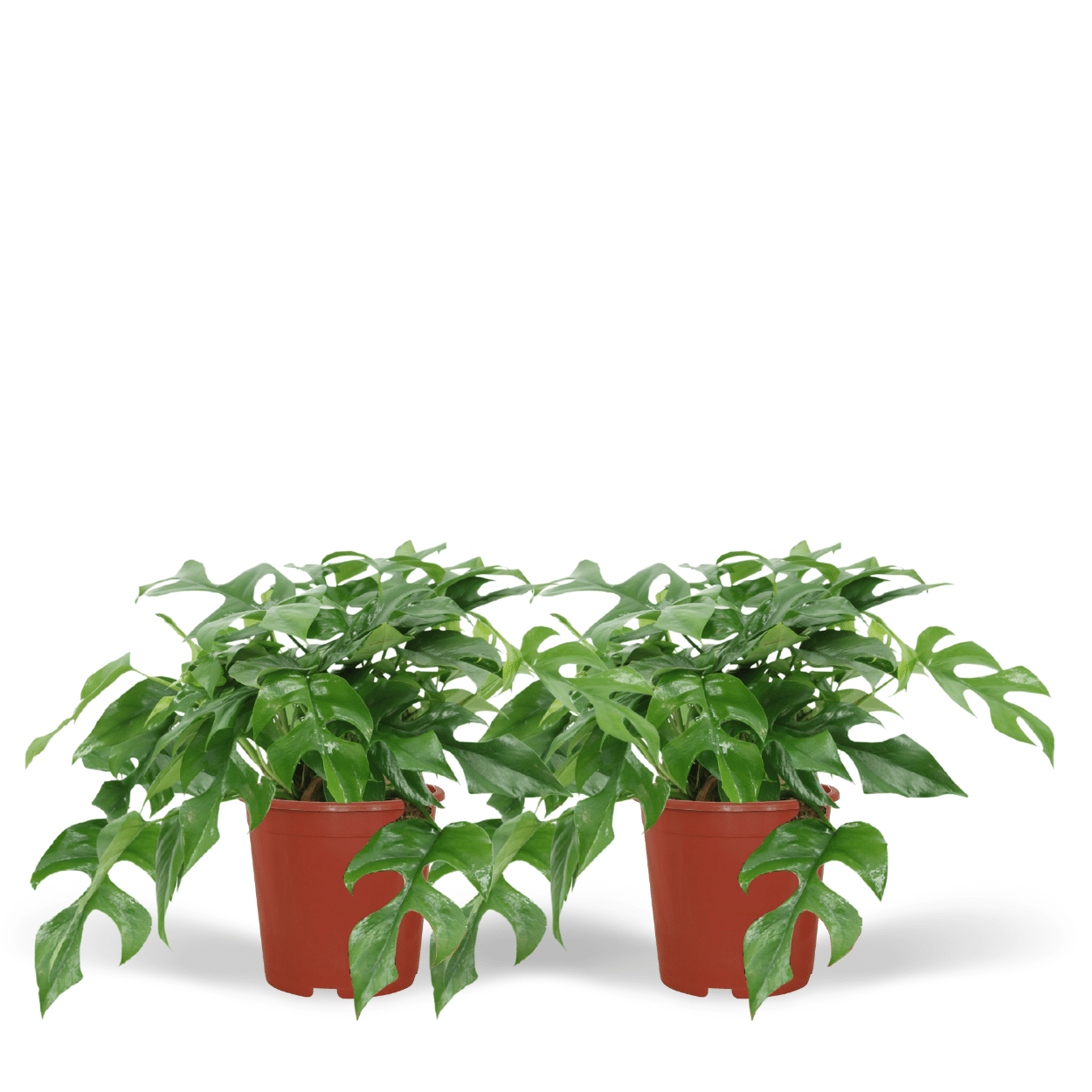 Monstera Minima – 2er-Set, kompakte Zimmerpflanze Ø15cm
