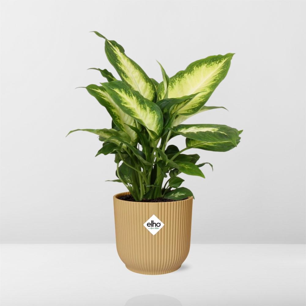 Dieffenbachia ‘Camilla’ im ELHO Vibes Fold 14cm Gelb