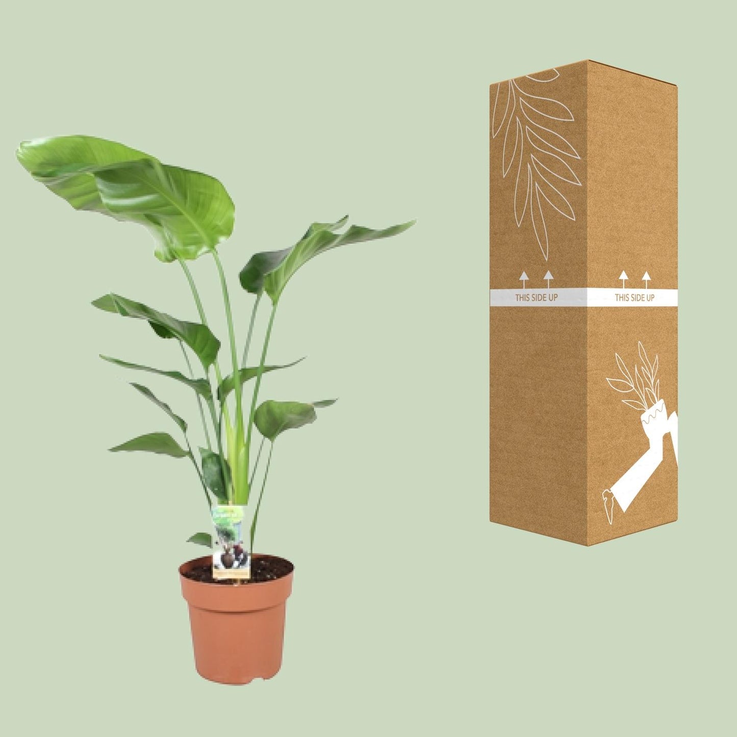 Strelitzia Nicolai – Exotische Paradiesvogelblume Ø21cm