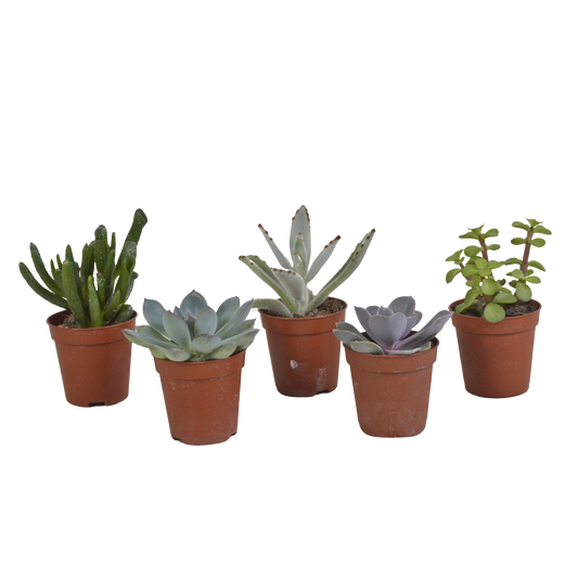 Vetplanten-Mischung 5,5 cm – 5er Set ohne Topf