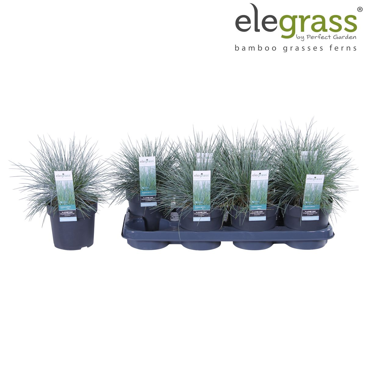 Festuca glauca Azura Blue – Silberblaues Ziergras Ø14cm