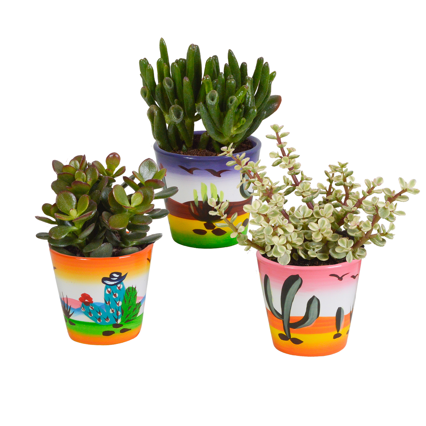Crassula-Mix 3er Set in handbemalter Vase