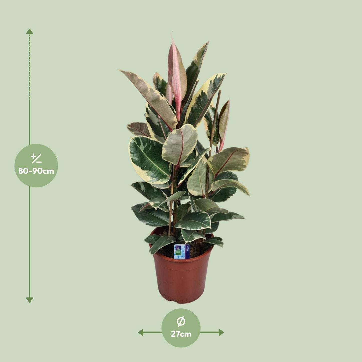 Ficus Elastica Tineke – Pflegeleichte Zimmerpflanze Ø27cm