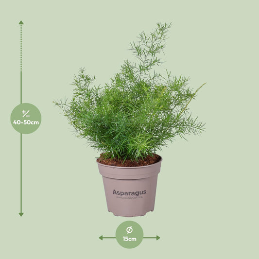 Asparagus Sprengeri – Pflegeleichte Zimmerpflanze Ø15cm