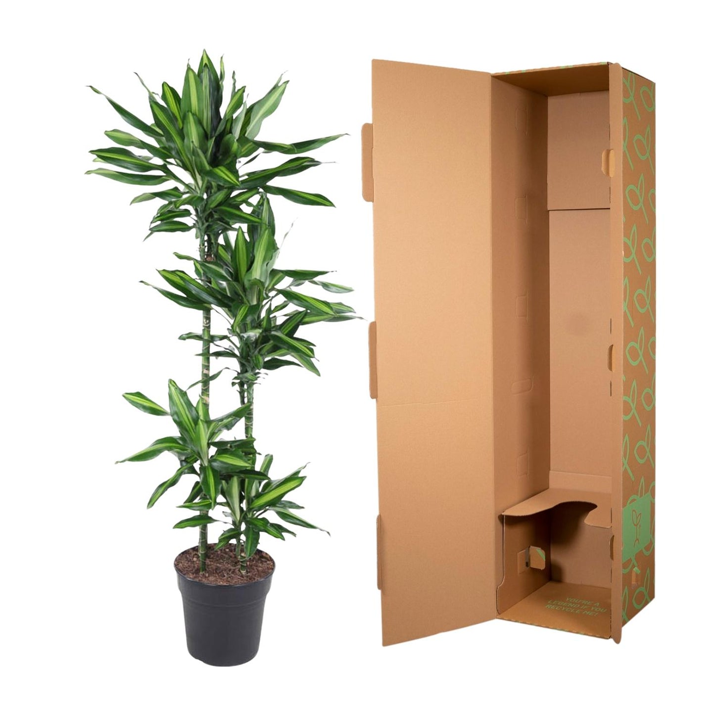 Dracaena Cintho – 150 cm, pflegeleichte Zimmerpflanze