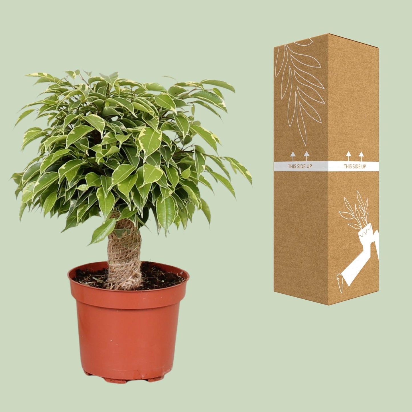 Ficus Benjamina Kinky – Pflegeleichte Zimmerpflanze Ø12cm