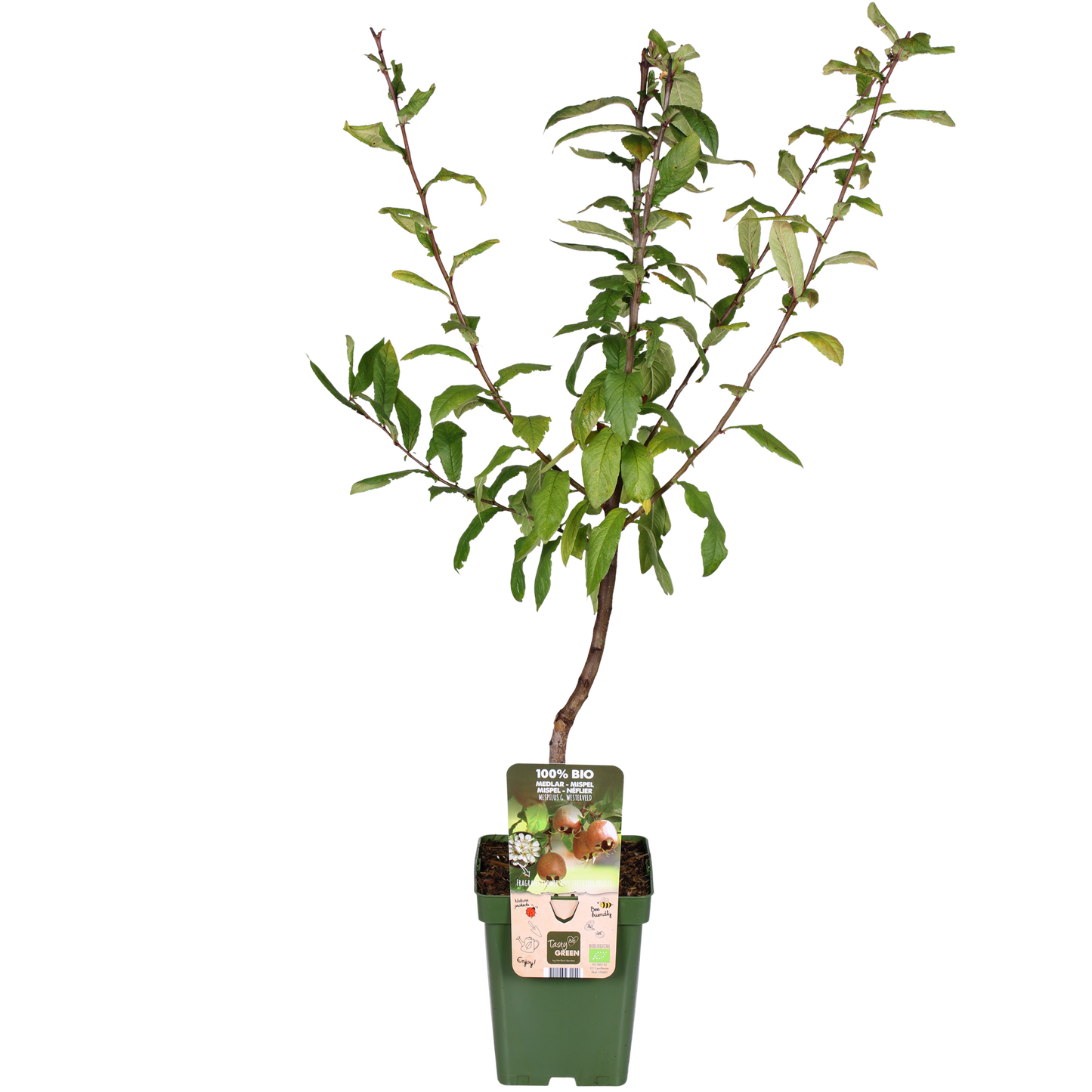 Mispel 'Westerfield' – Pflegeleichter Zierbaum Ø23cm, 120cm