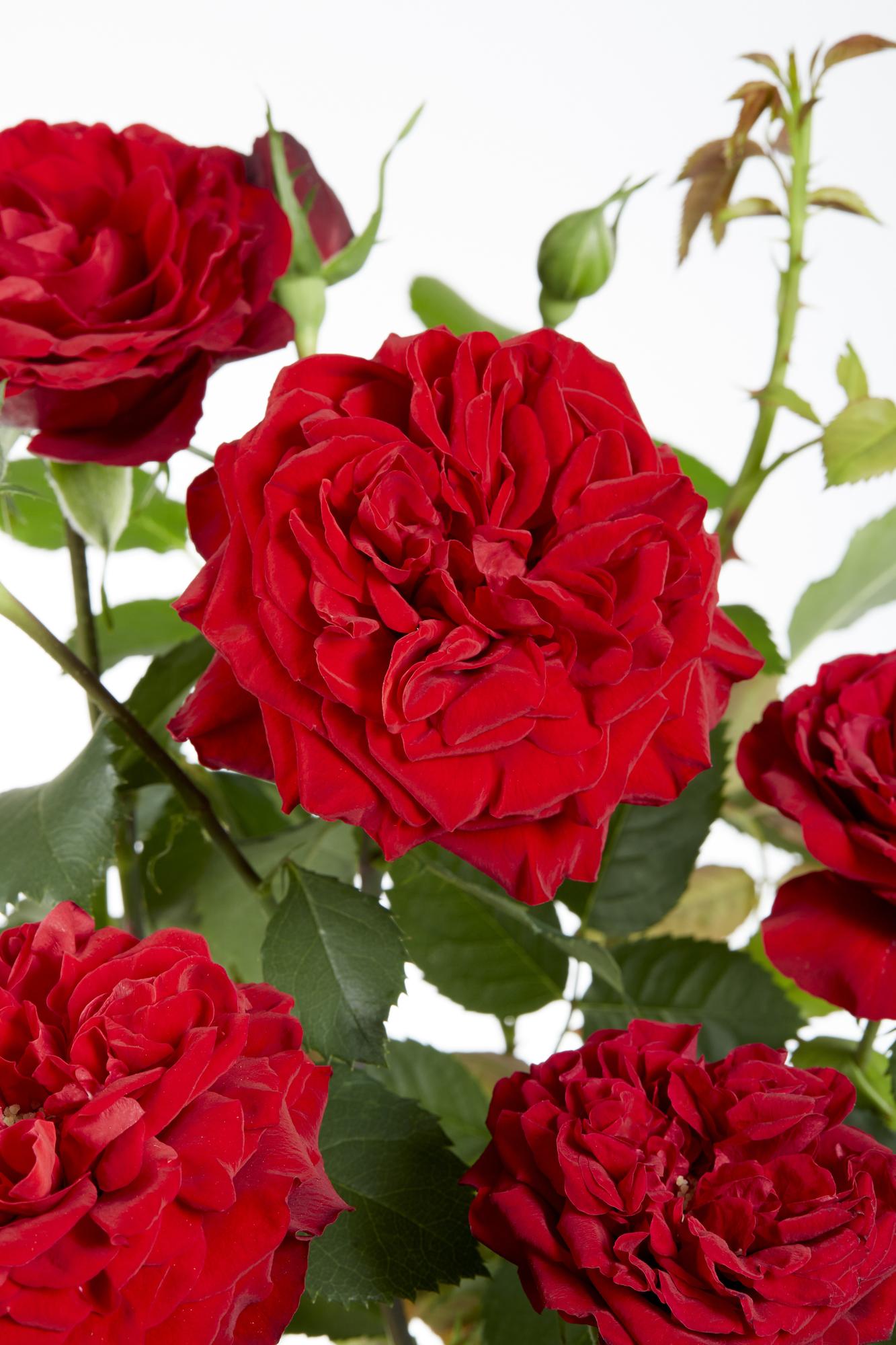 3x Rosa Crazy in Love 'Red' – Lebendige Duftrose Ø15cm, 65cm Höhe