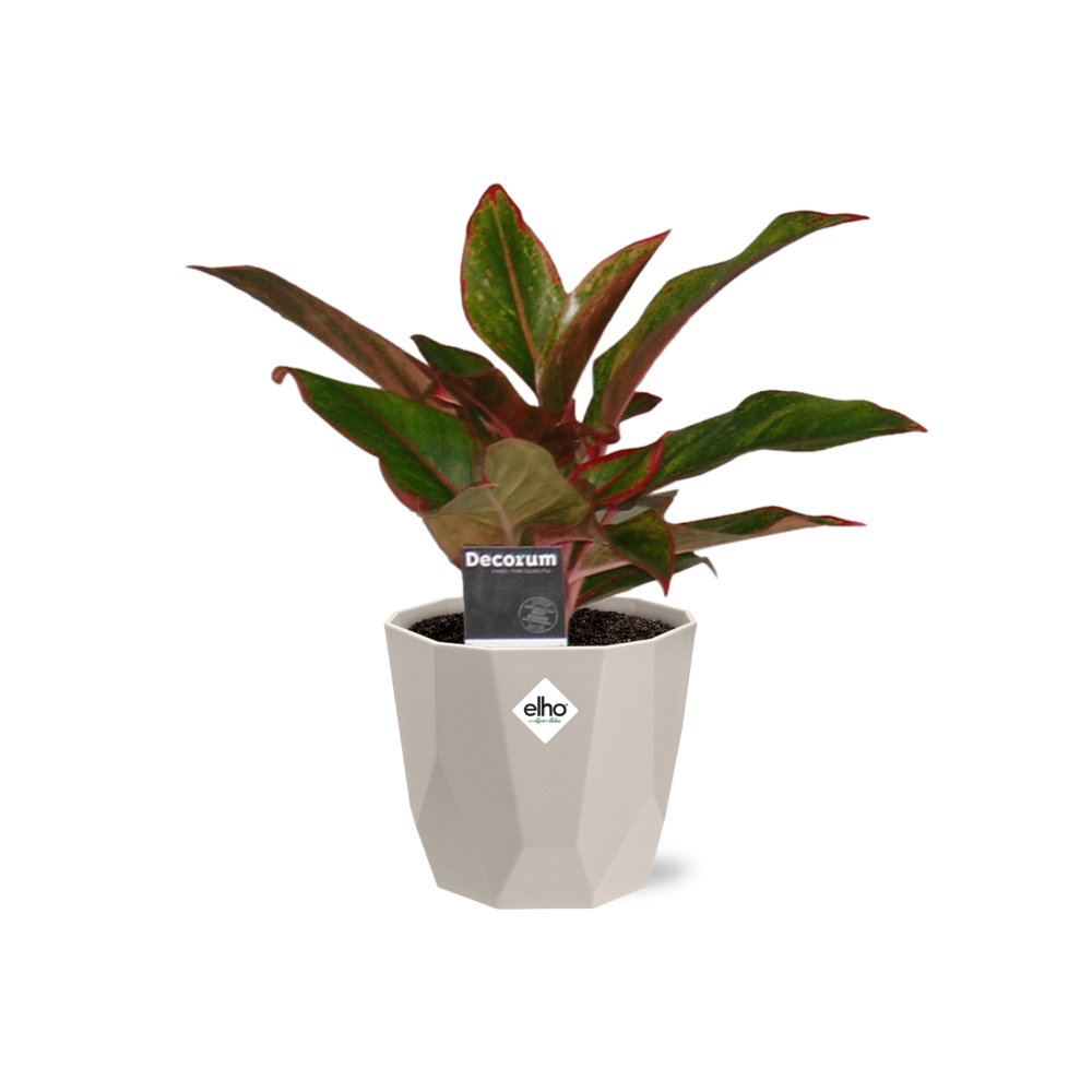 Aglaonema Crete in ELHO b.for rock 14 cm warm grey – Pflegeleichte Luftreiniger-Pflanze