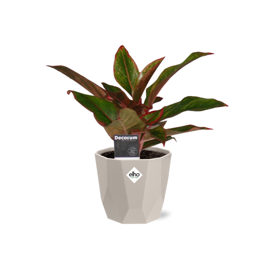 Aglaonema Crete in ELHO b.for rock 14 cm warm grey – Pflegeleichte Luftreiniger-Pflanze