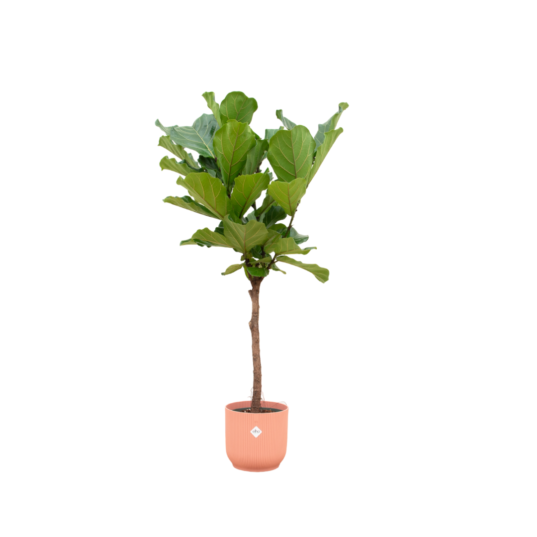 Ficus Lyrata mit elho Vibes Fold Round Topf – 150 cm