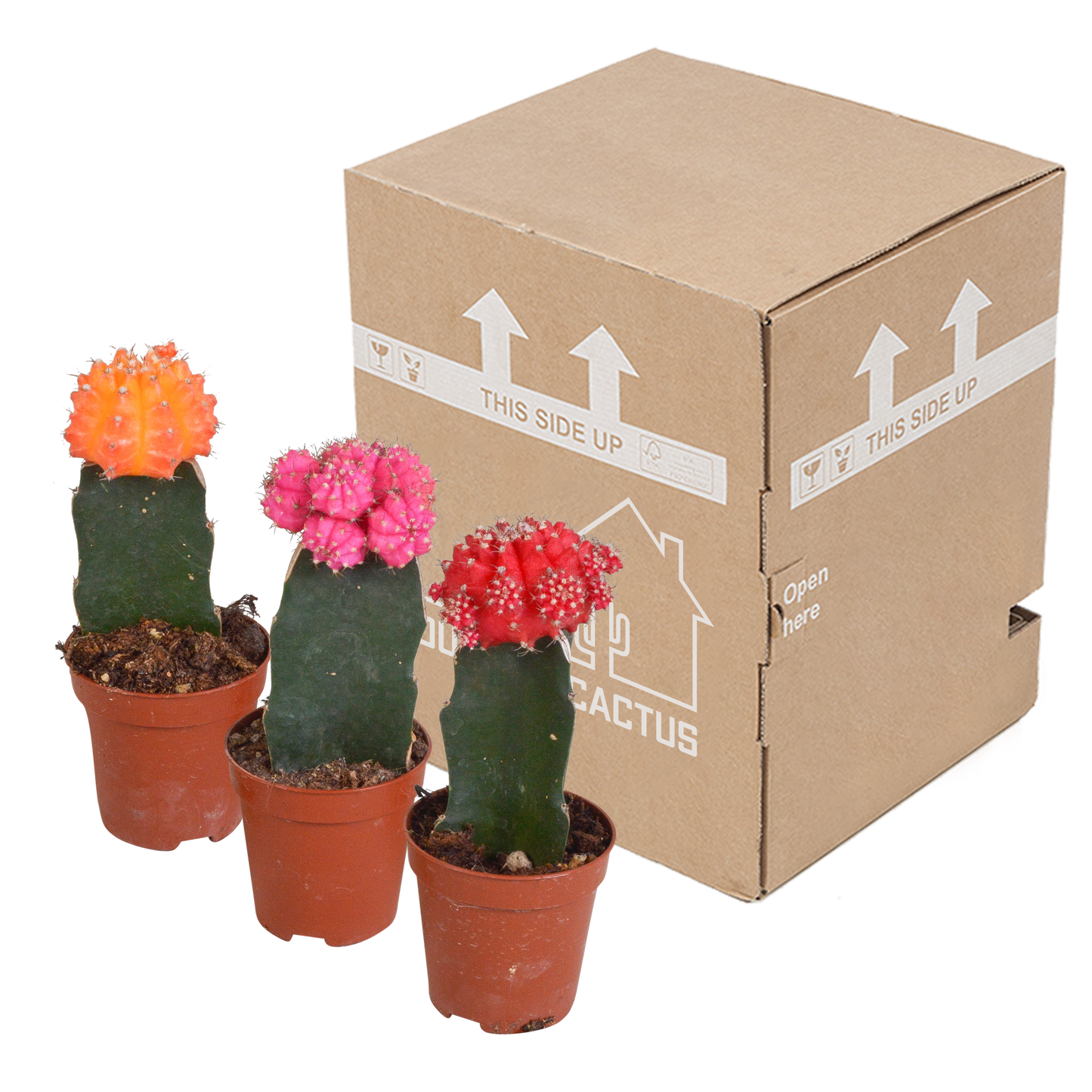 Gymnocalycium Mix – Farbenfrohe veredelte Sukkulenten 3er Set