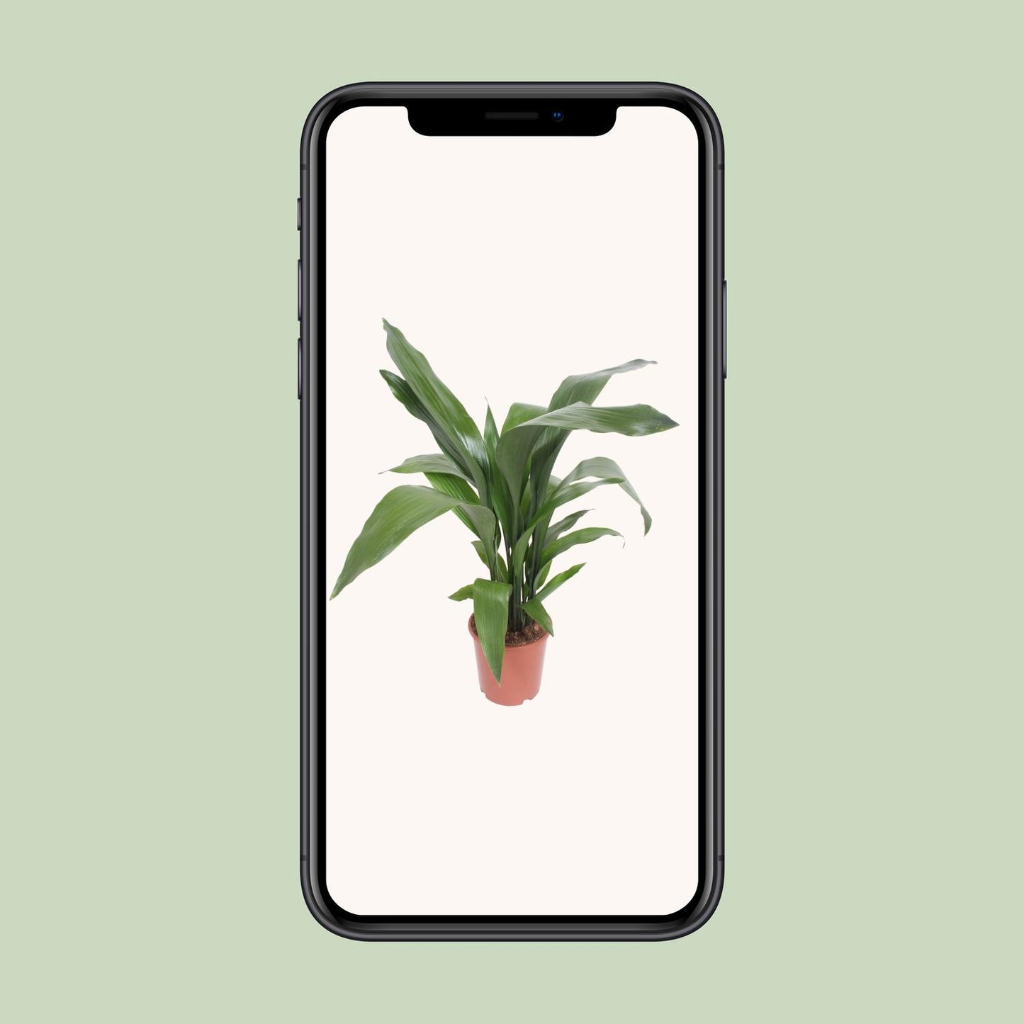Aspidistra Elatior – Pflegeleichte Zimmerpflanze Ø19cm
