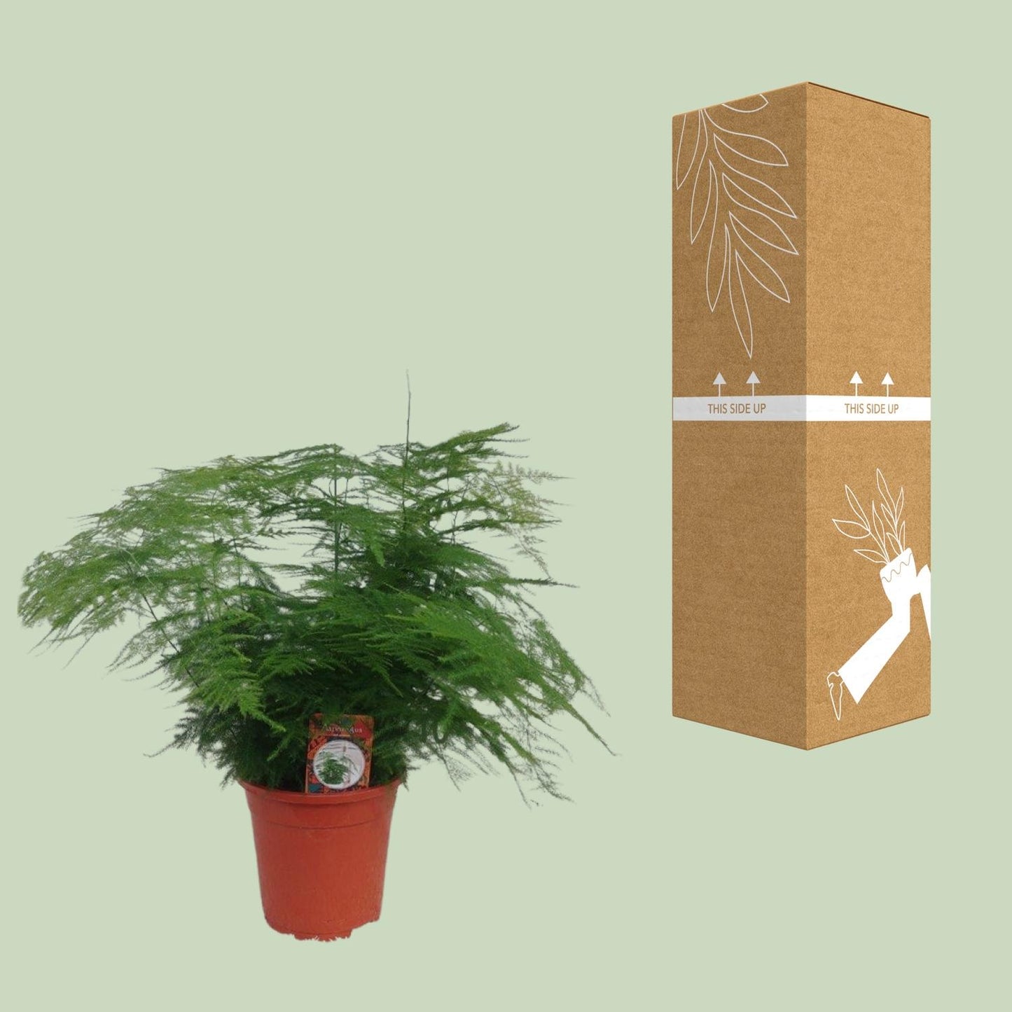 Asparagus setaceus Ø17cm – Eleganter Spargel-Farn