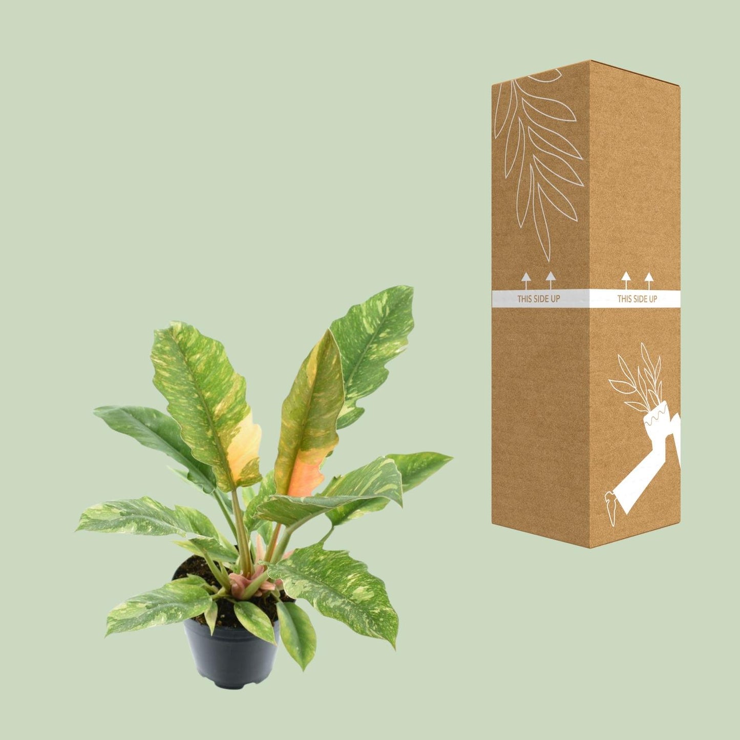 Philodendron Ring of Fire – Exotische, pflegeleichte Zimmerpflanze Ø14cm