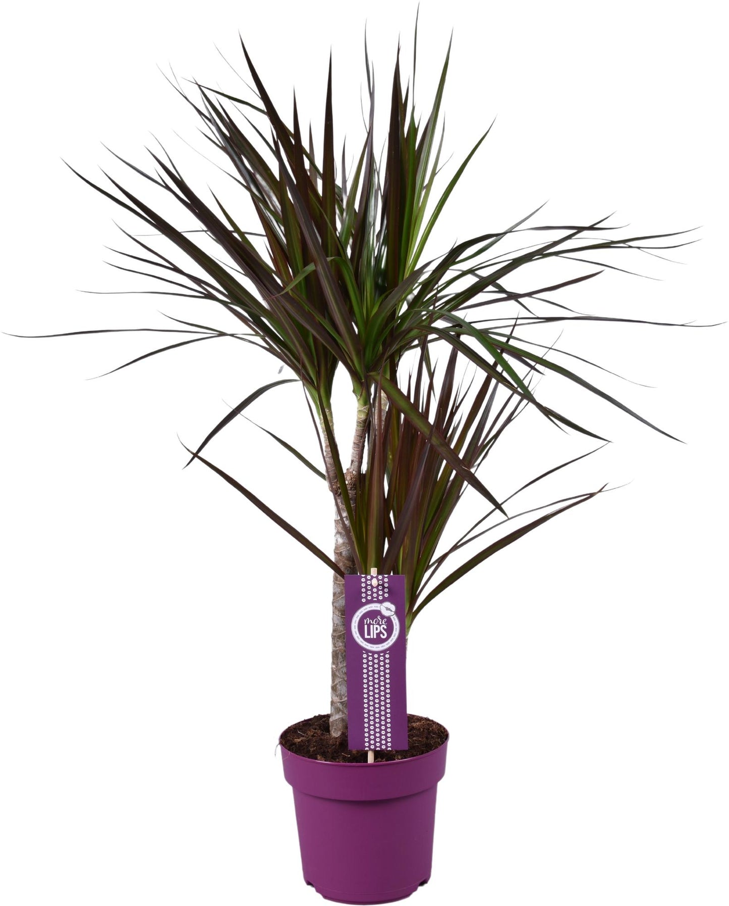 Dracaena Magenta – Pflegeleichte Zimmerpflanze Ø17cm, 70cm hoch