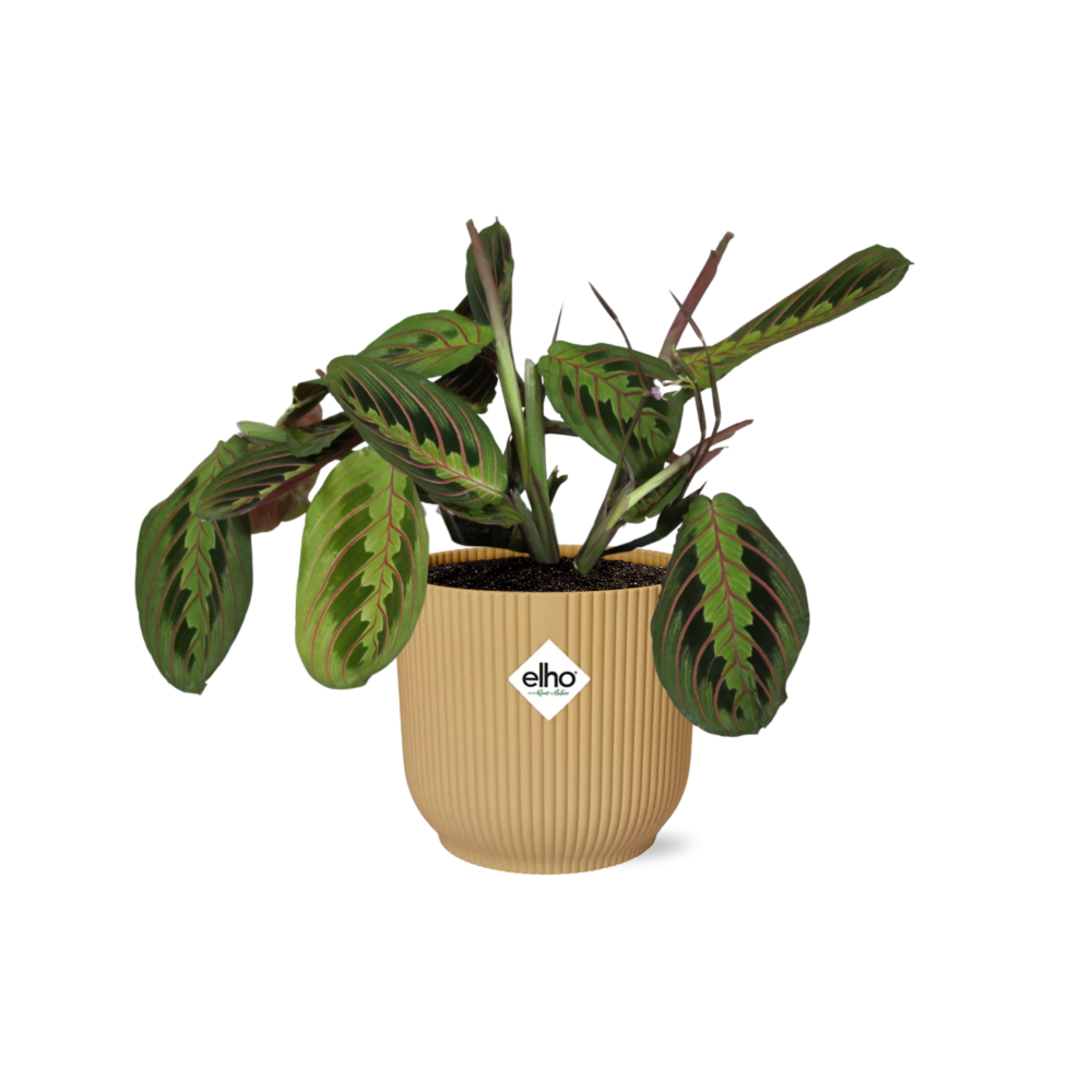 Maranta Leuconeura ‘Fascinator’ Tricolor in ELHO Vibes Fold 14cm Gelb