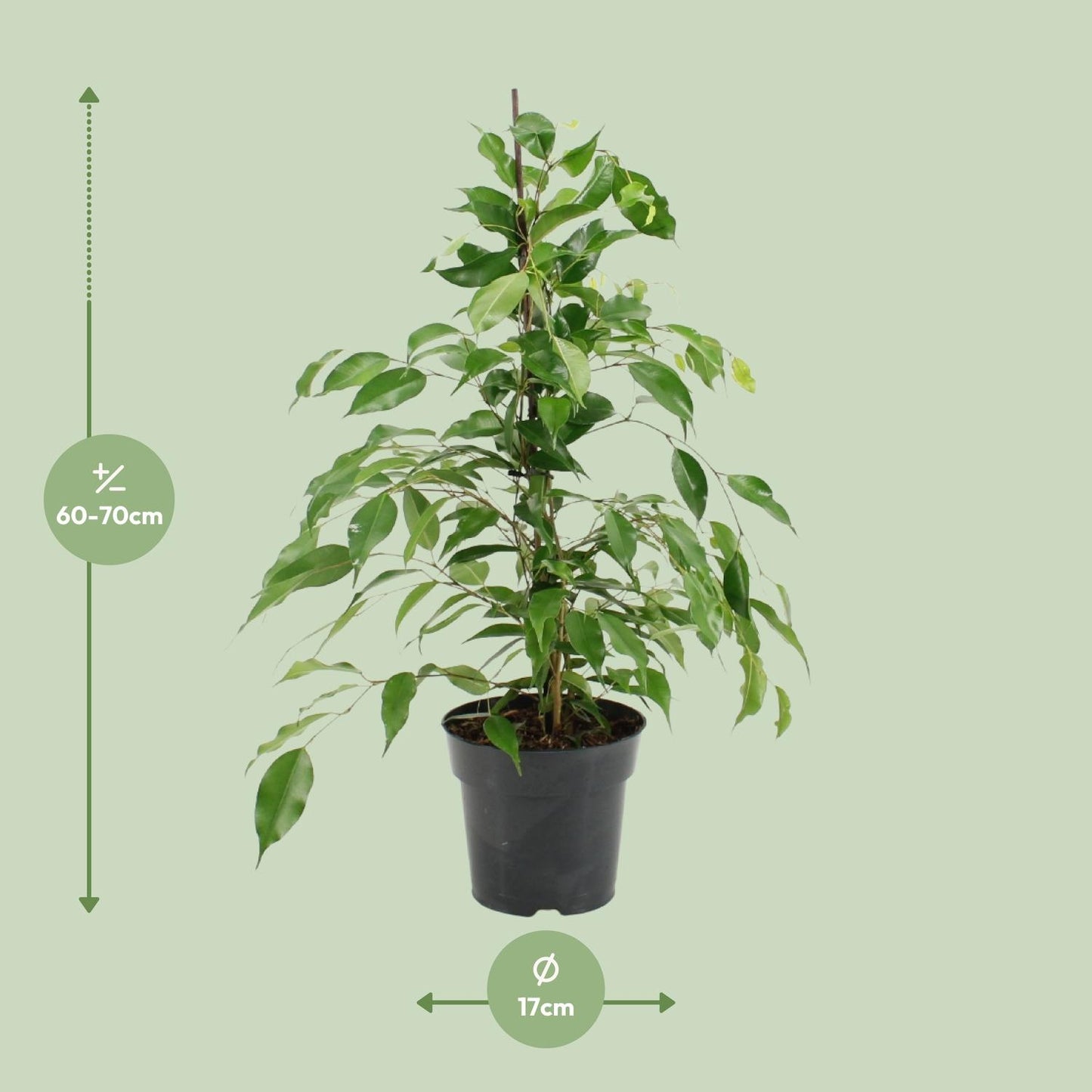 Ficus Benjamina Danita – Pflegeleichte Zimmerpflanze Ø17cm