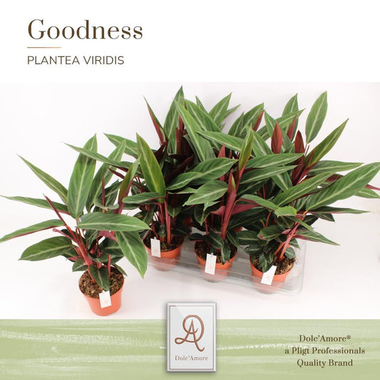 Stromanthe Sanguinea P14 Dolc'Amore® – Pflegeleichte Trendpflanze Ø14cm