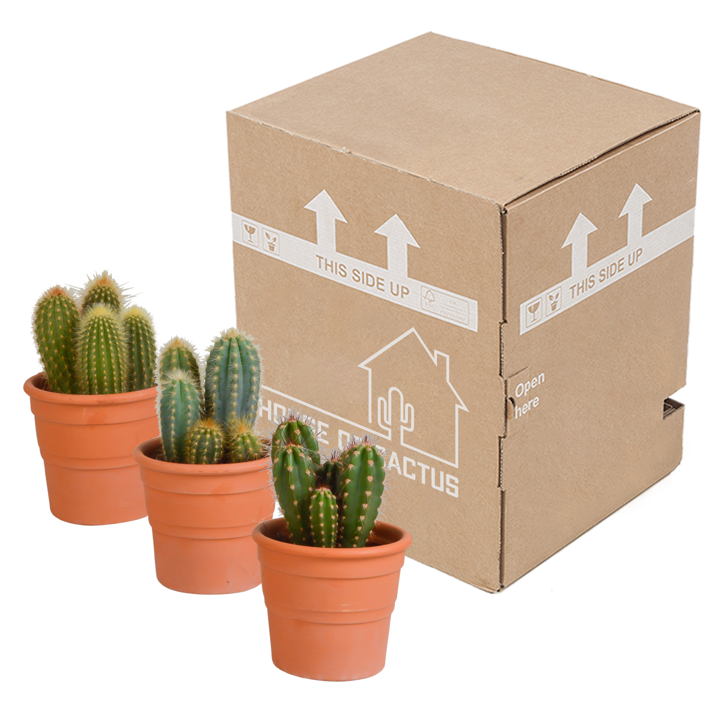 Cereus-Mischung 3er Set im Terrakottatopf 10,5 cm