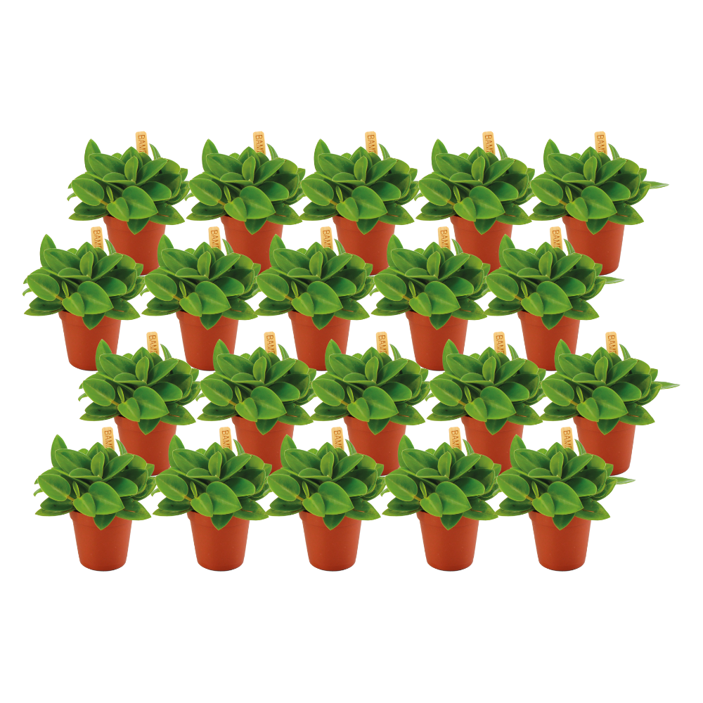 Peperomia Pixi 20er Set – kompakte, pflegeleichte Zimmerpflanzen