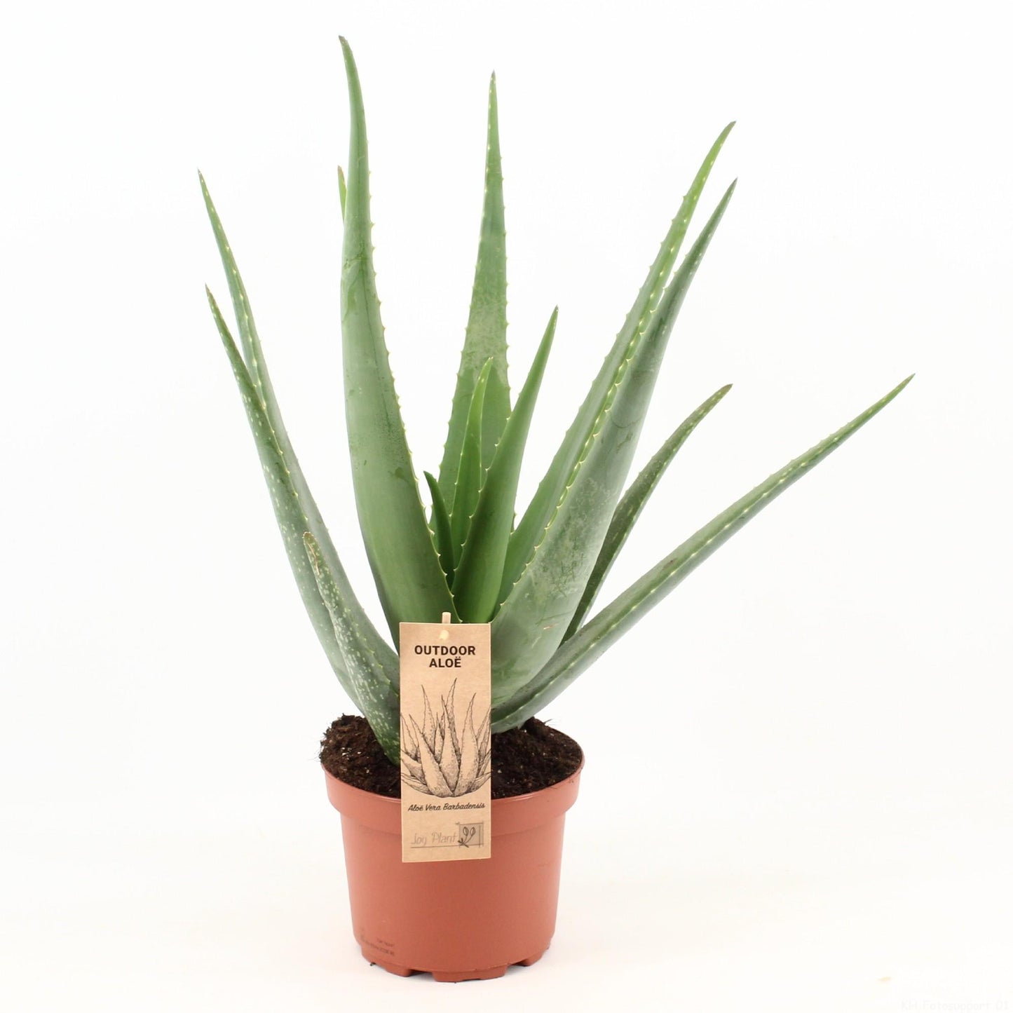 Aloe Vera – Pflegeleichte und luftreinigende Zimmerpflanze Ø19cm