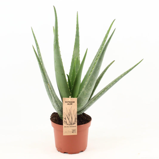 Aloe Vera – Pflegeleichte und luftreinigende Zimmerpflanze Ø19cm