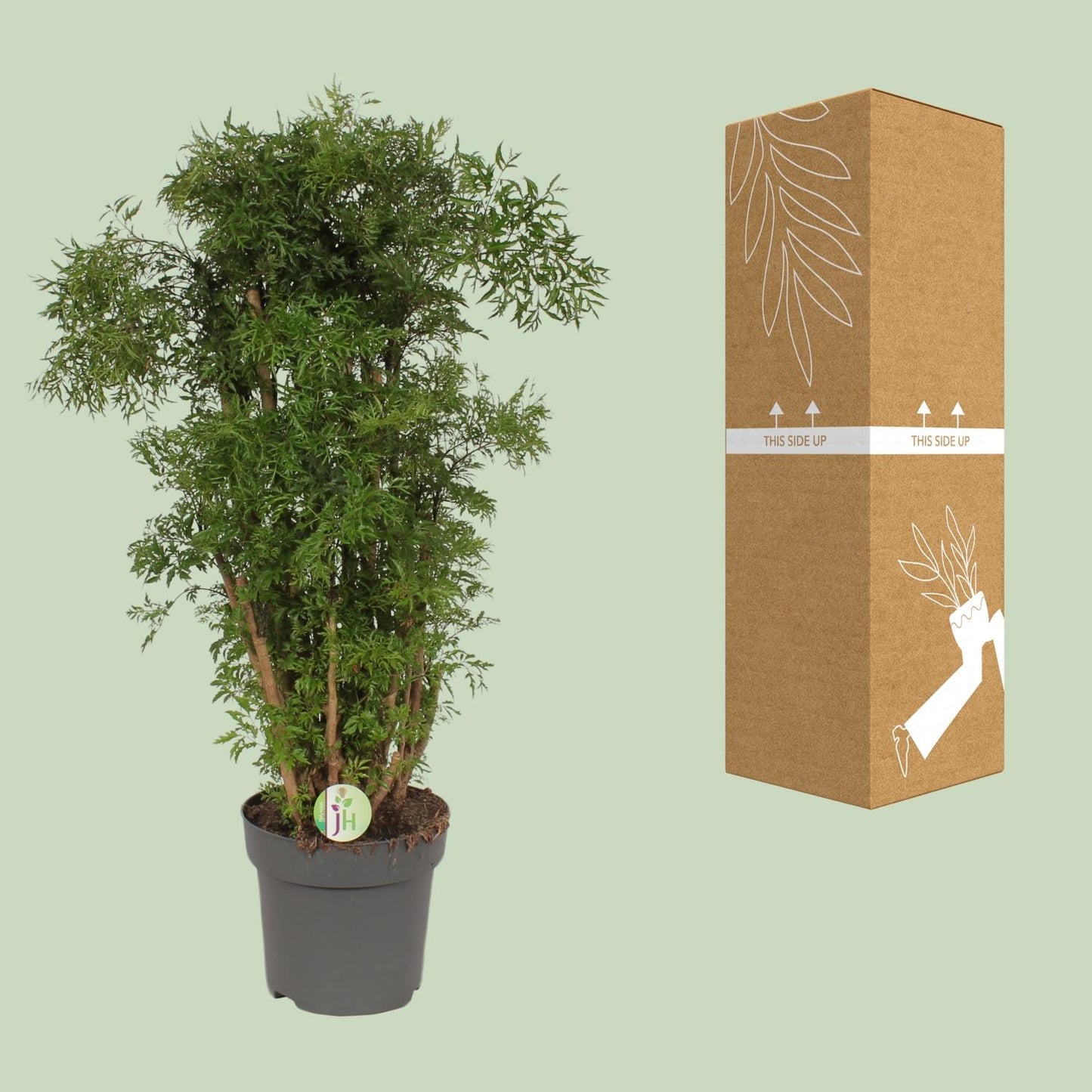 Polyscias Hawaiian – Tropische Zimmerpflanze Ø24cm, 95cm hoch