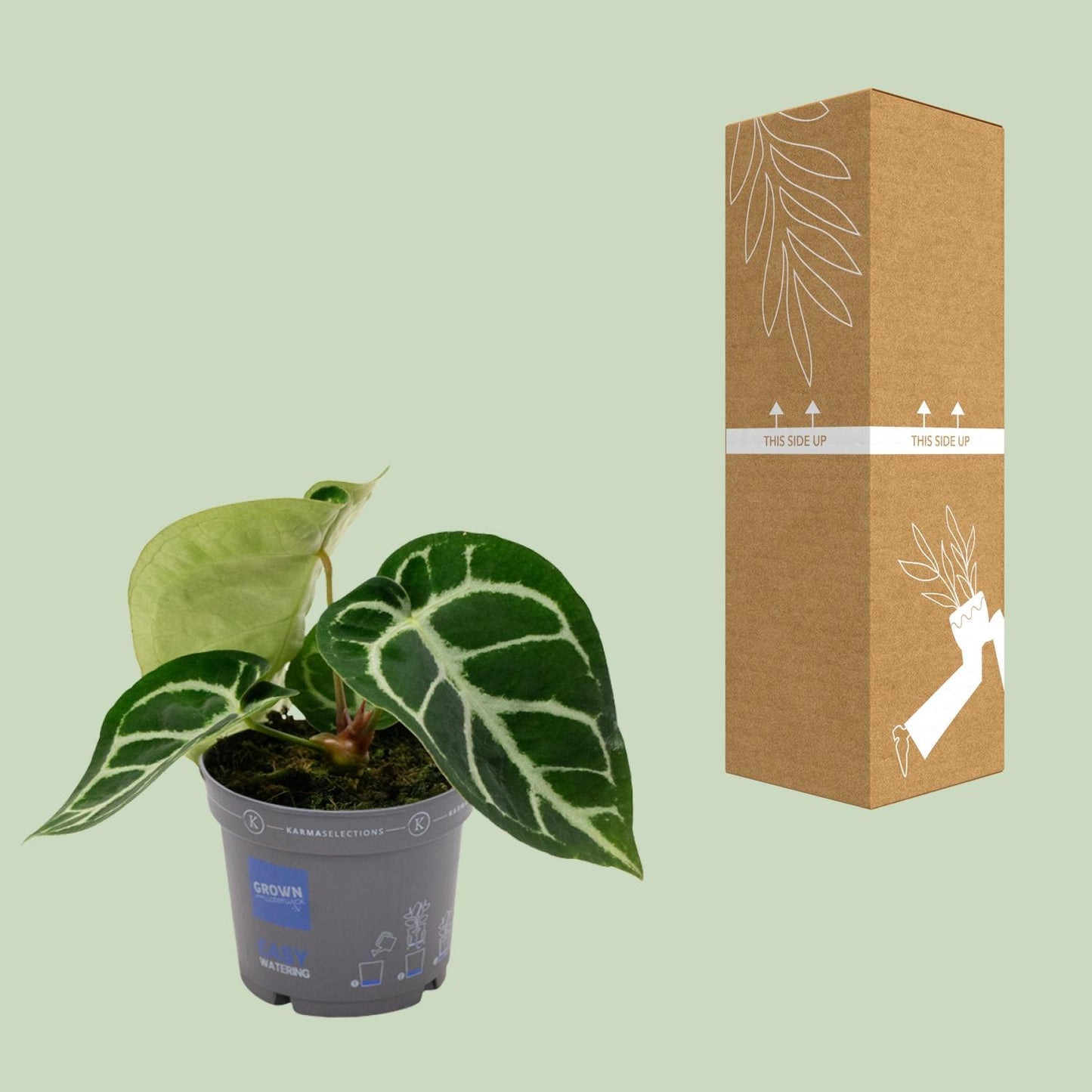 Anthurium Clarinervium – pflegeleichte Zimmerpflanze Ø12cm