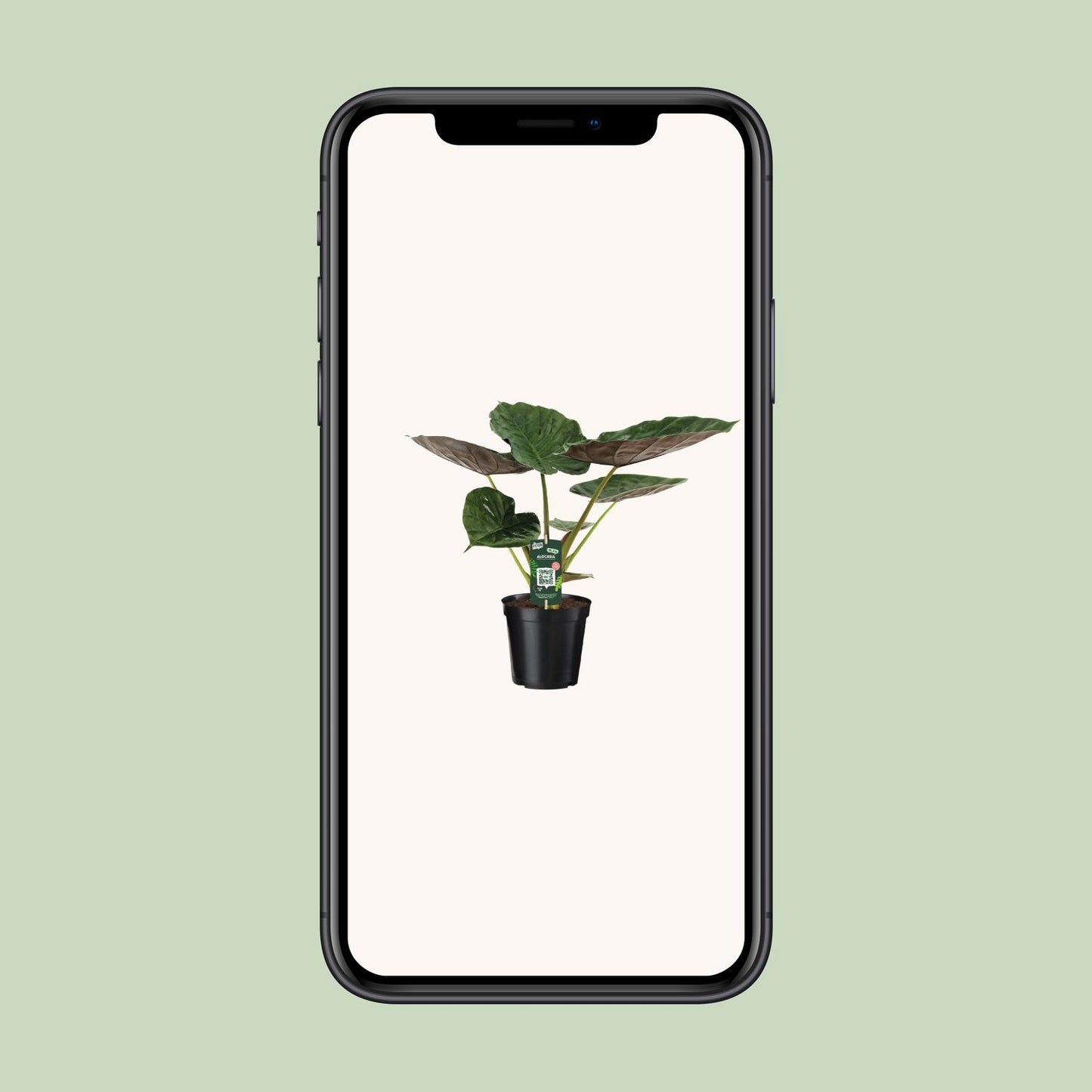 Alocasia Wentii – Elefantenohr Zimmerpflanze Ø19cm, 70cm hoch