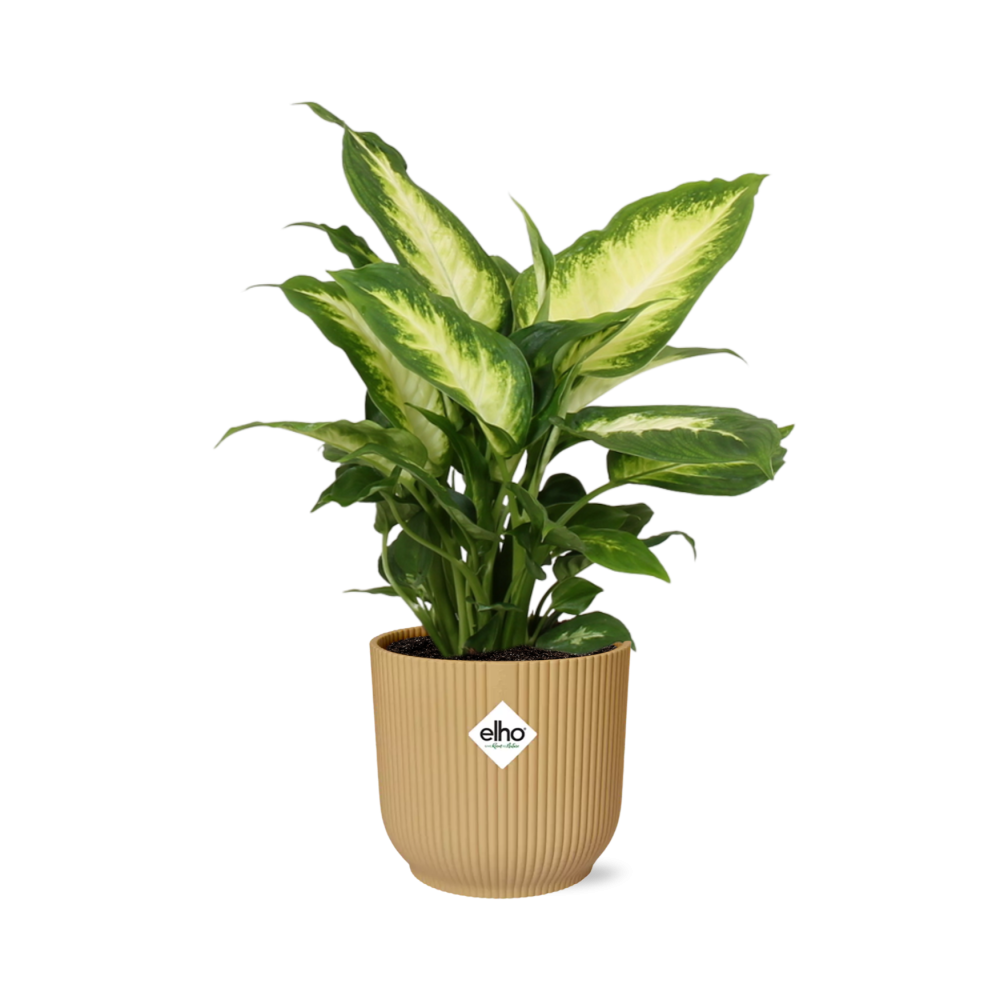 Dieffenbachia ‘Camilla’ im ELHO Vibes Fold 14cm Gelb