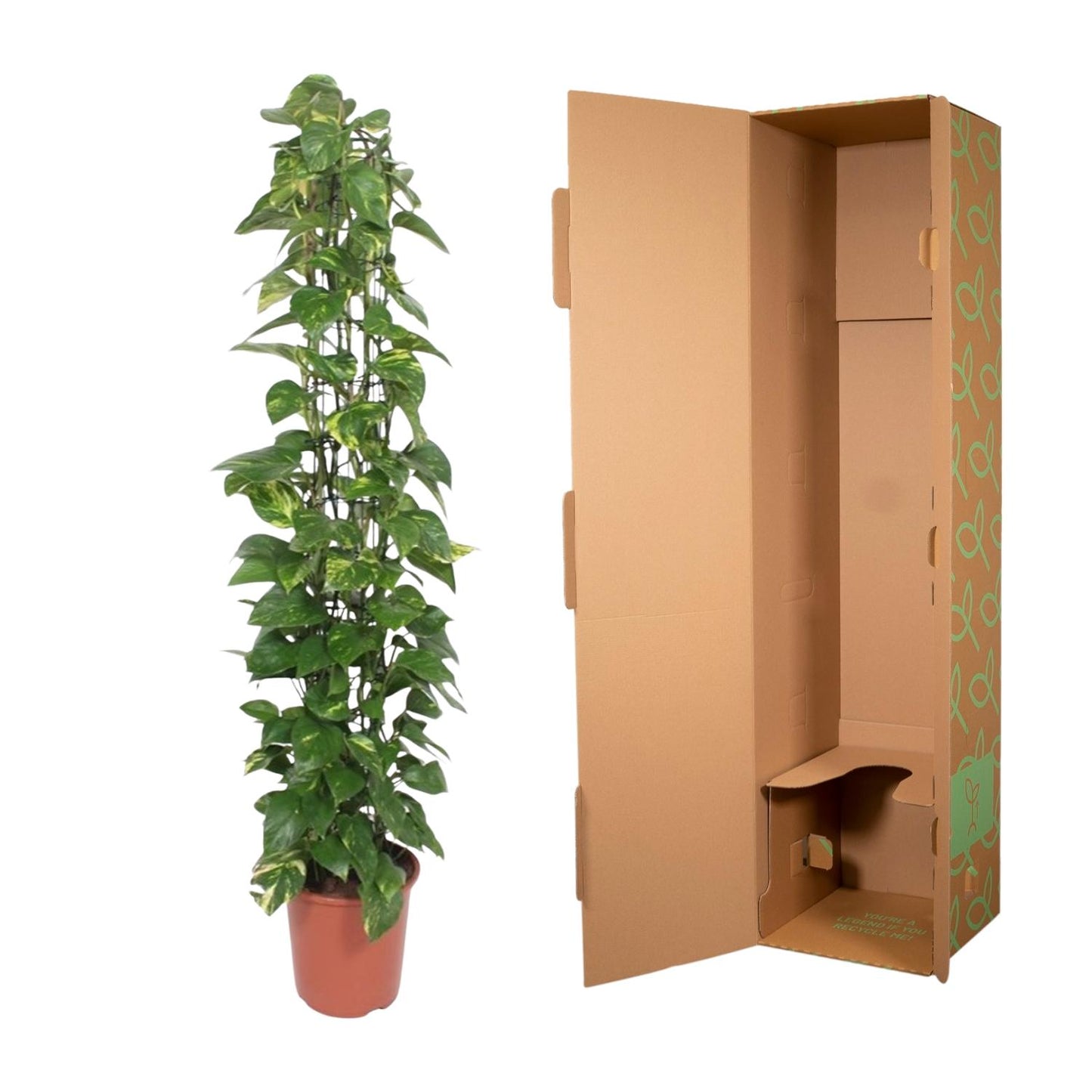 Epipremnum Aureum Gitterpflanze – 160 cm, Ø 27 cm