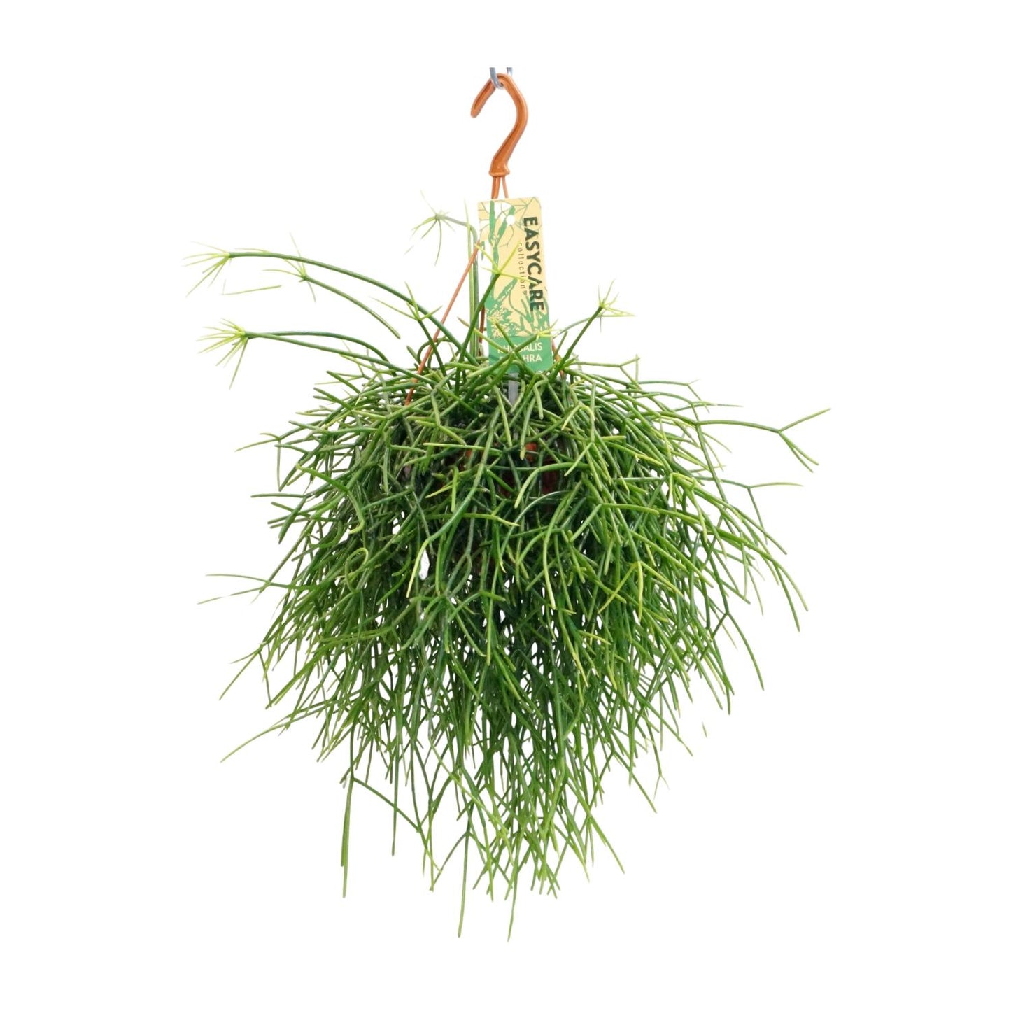 Rhipsalis Pulchra – pflegeleichte hängende Zimmerpflanze Ø14 cm