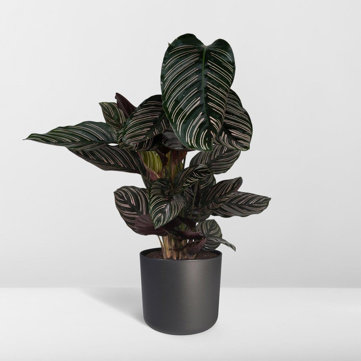 Calathea Ornata – Pflegeleichte Zimmerpflanze Ø19cm