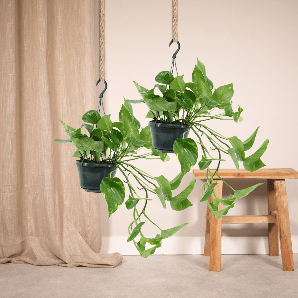 2x Epipremnum Aureum – pflegeleichte Zimmerpflanze 25 cm