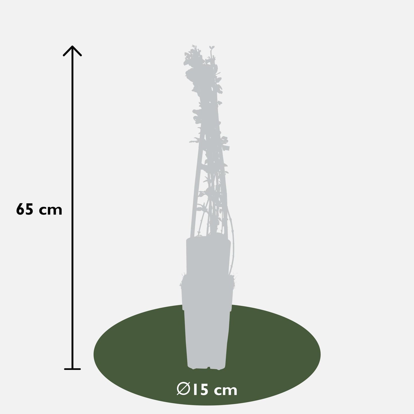3x Jasminum nudiflorum – Winterblühende Kletterpflanze Ø15cm