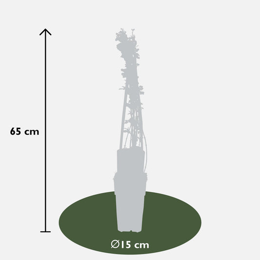 3x Jasminum nudiflorum – Winterblühende Kletterpflanze Ø15cm