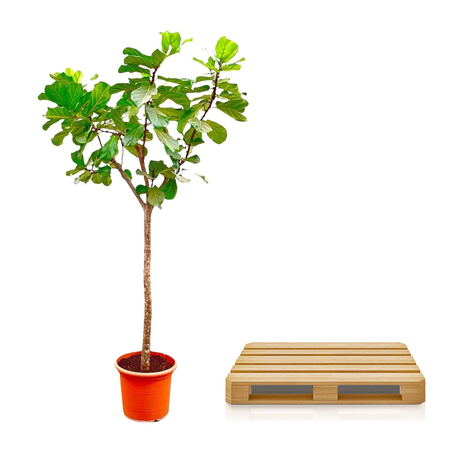 Ficus Lyrata XXL – Geigenfeige 270 cm, ø45 cm