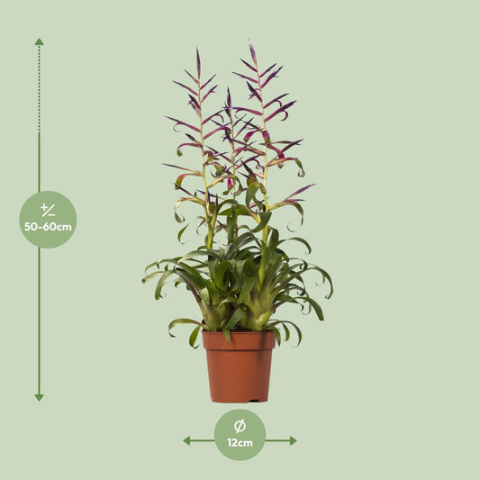 Tillandsia Mora – Pflegeleichte Luftpflanze Ø12cm, Höhe 55cm