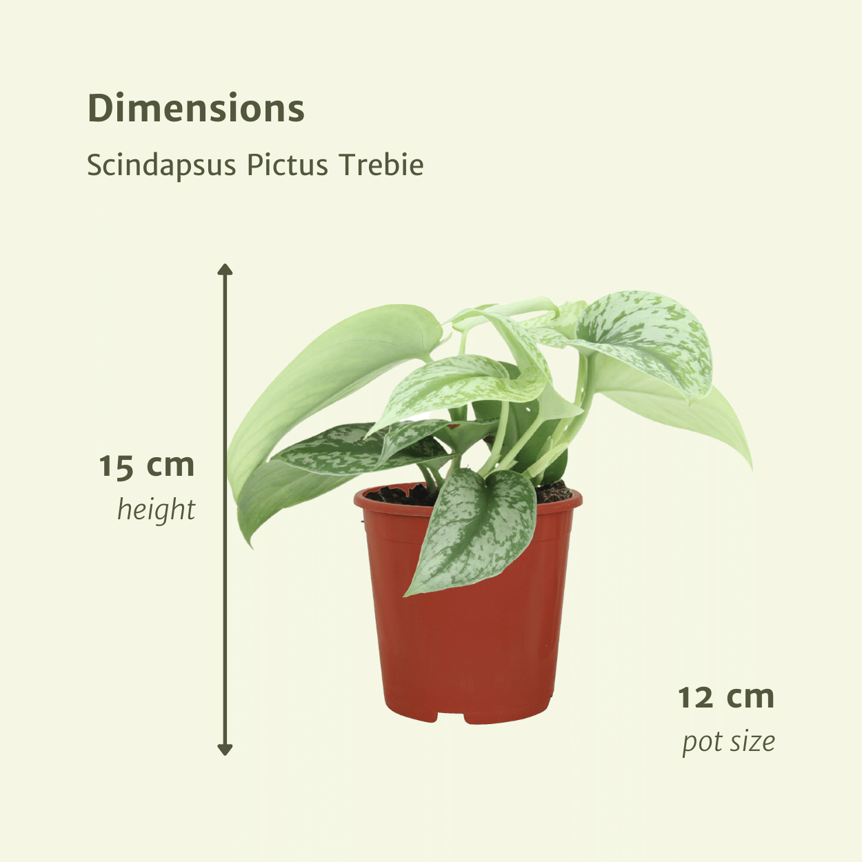 Scindapsus Pictus Trebie – 2er Set Ø12cm, pflegeleicht