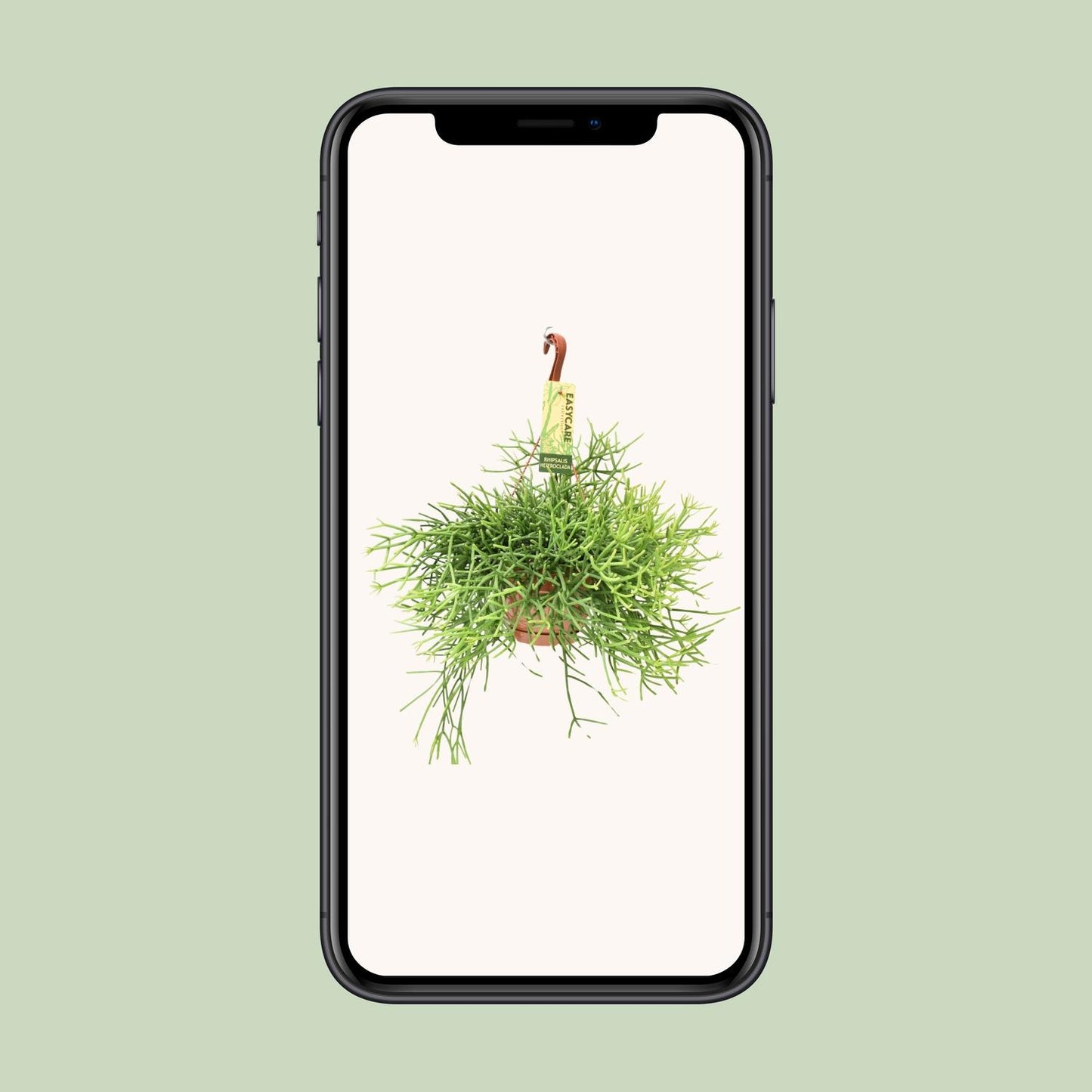 Rhipsalis Heteroclada – Pflegeleichte hängende Zimmerpflanze
