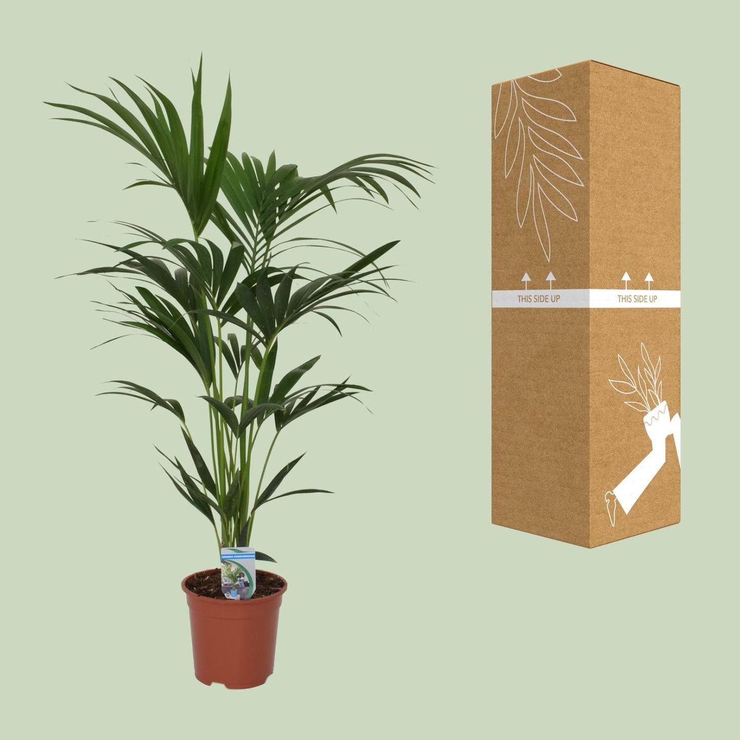 Howea forsteriana – Kentia-Palme Ø21cm, 120cm hoch