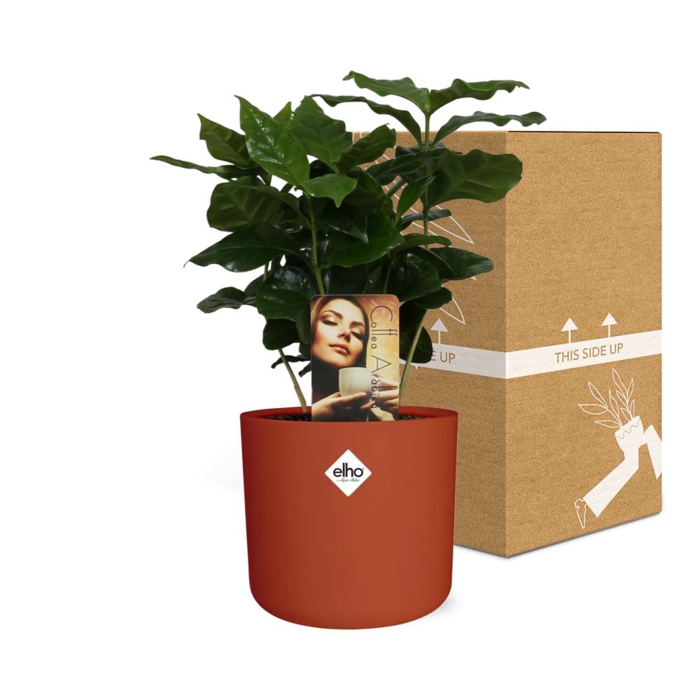 Coffea Arabica Zimmerpflanze im ELHO b.for soft Rond 14cm