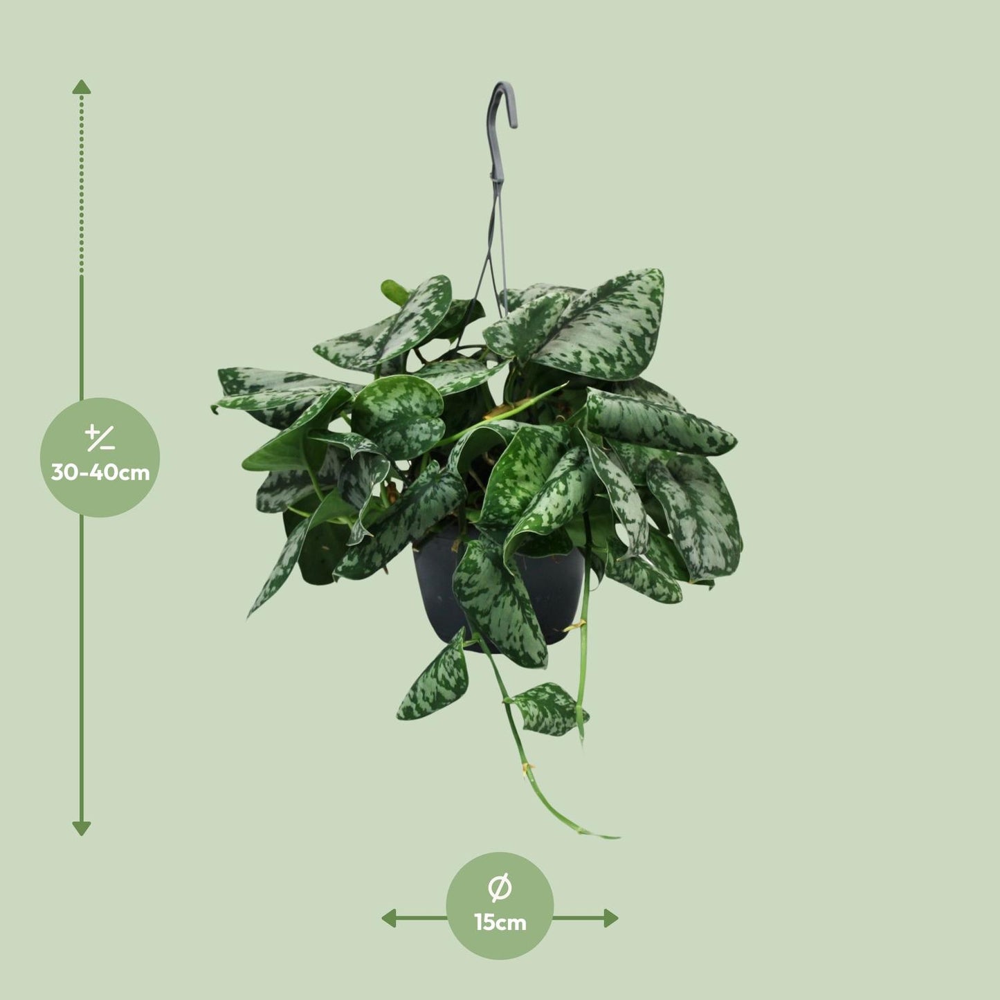 Scindapsus Pictus Trebie – pflegeleichte Zimmerpflanze Ø15cm