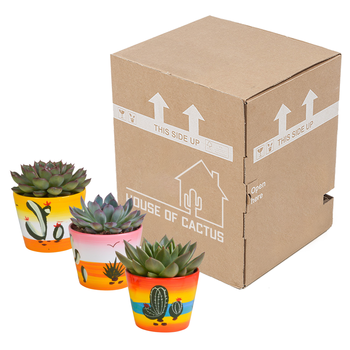 Echeveria 3er-Set im handbemalten Keramiktopf
