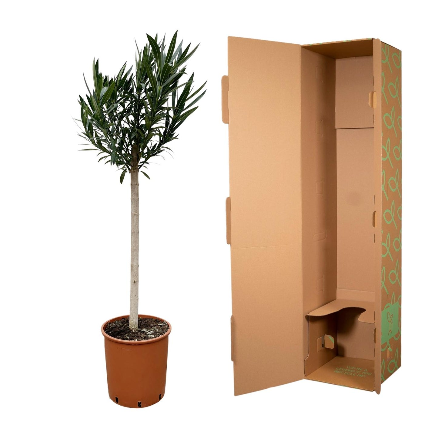 Nerium Oleander Stamm mit rosa Blüte – 170 cm – Ø30 cm