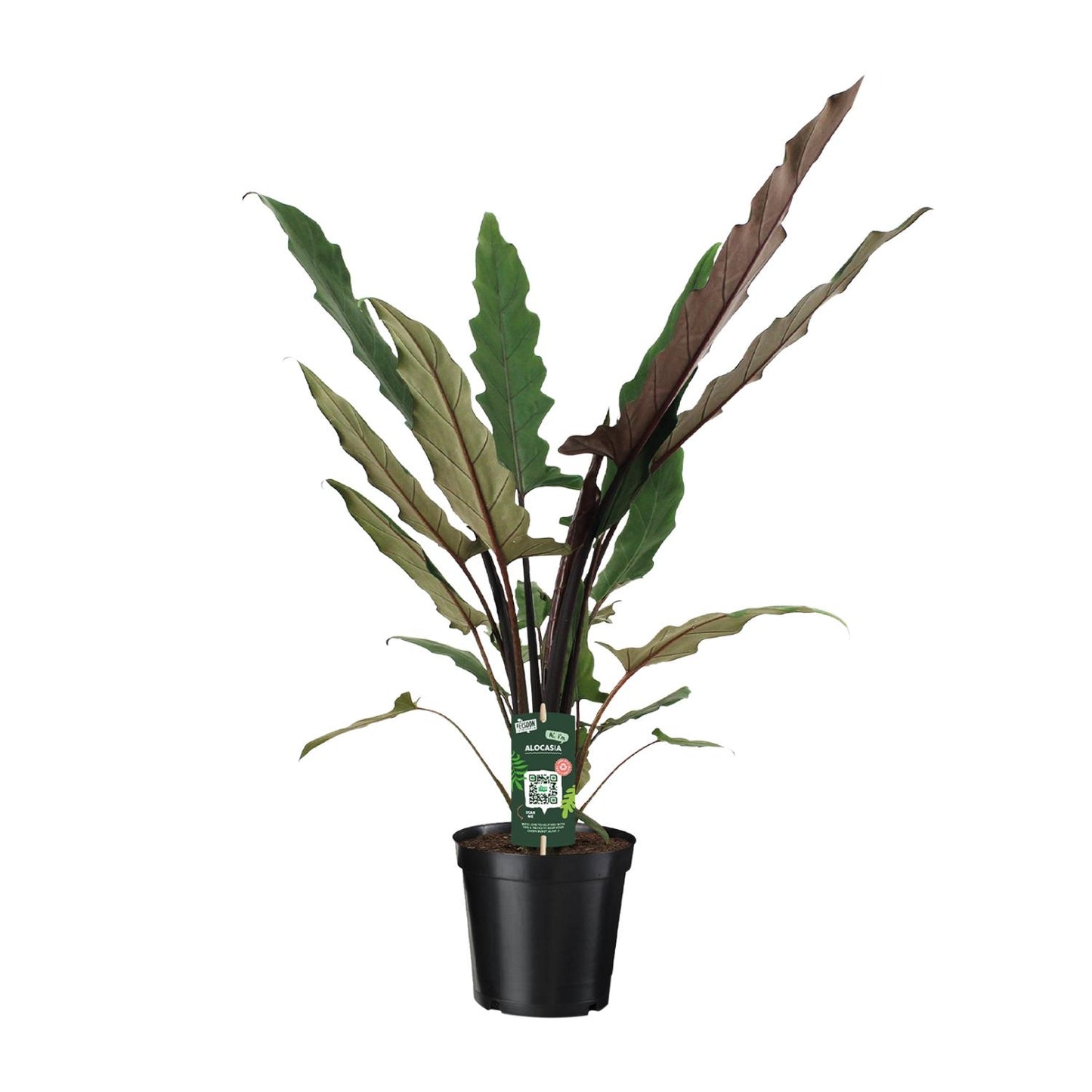 Alocasia Lauterbachiana – Pflegeleichte Trendpflanze Ø19cm