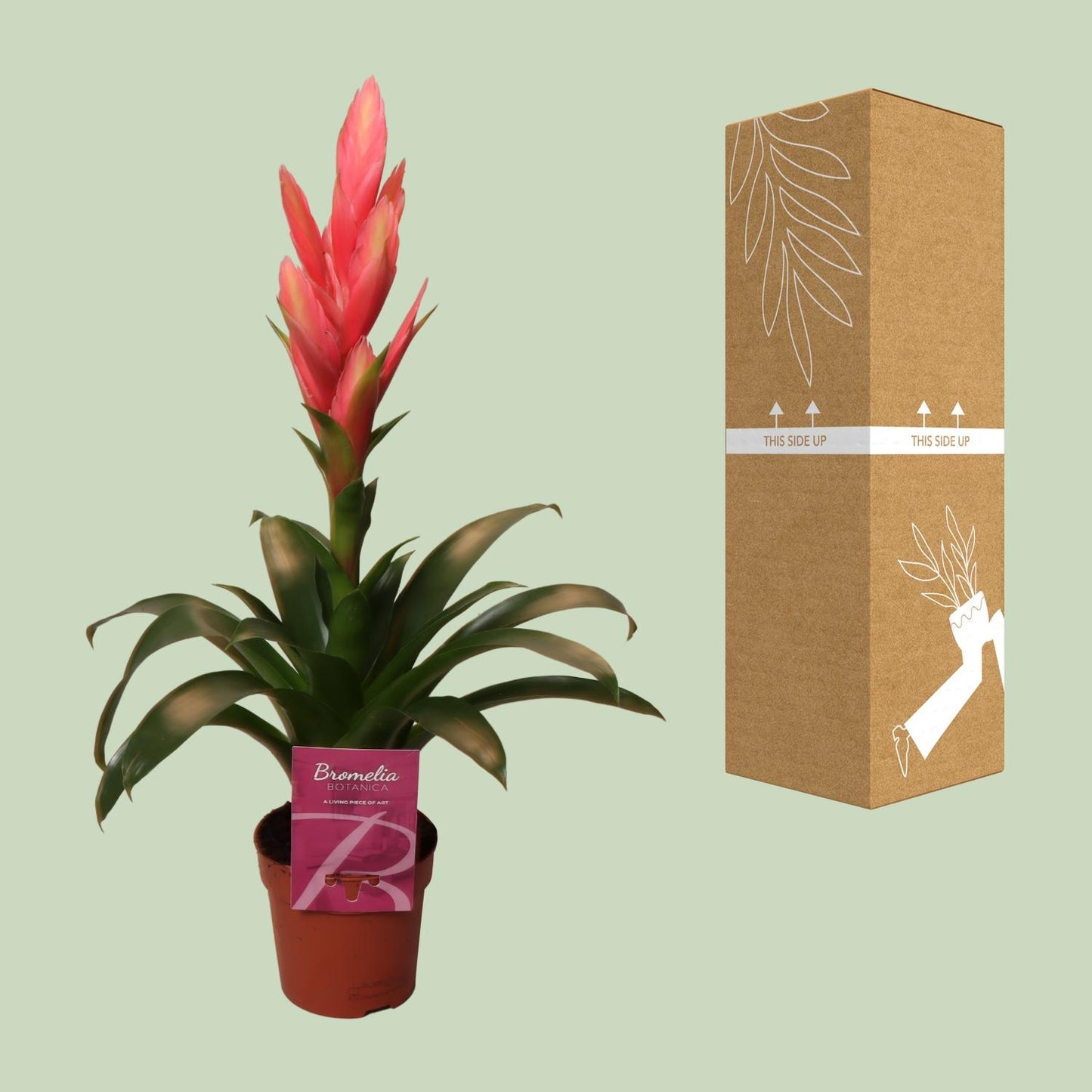 Tillandsia Ziva – Pflegeleichte luftreinigende Zimmerpflanze Ø12cm, 50cm hoch