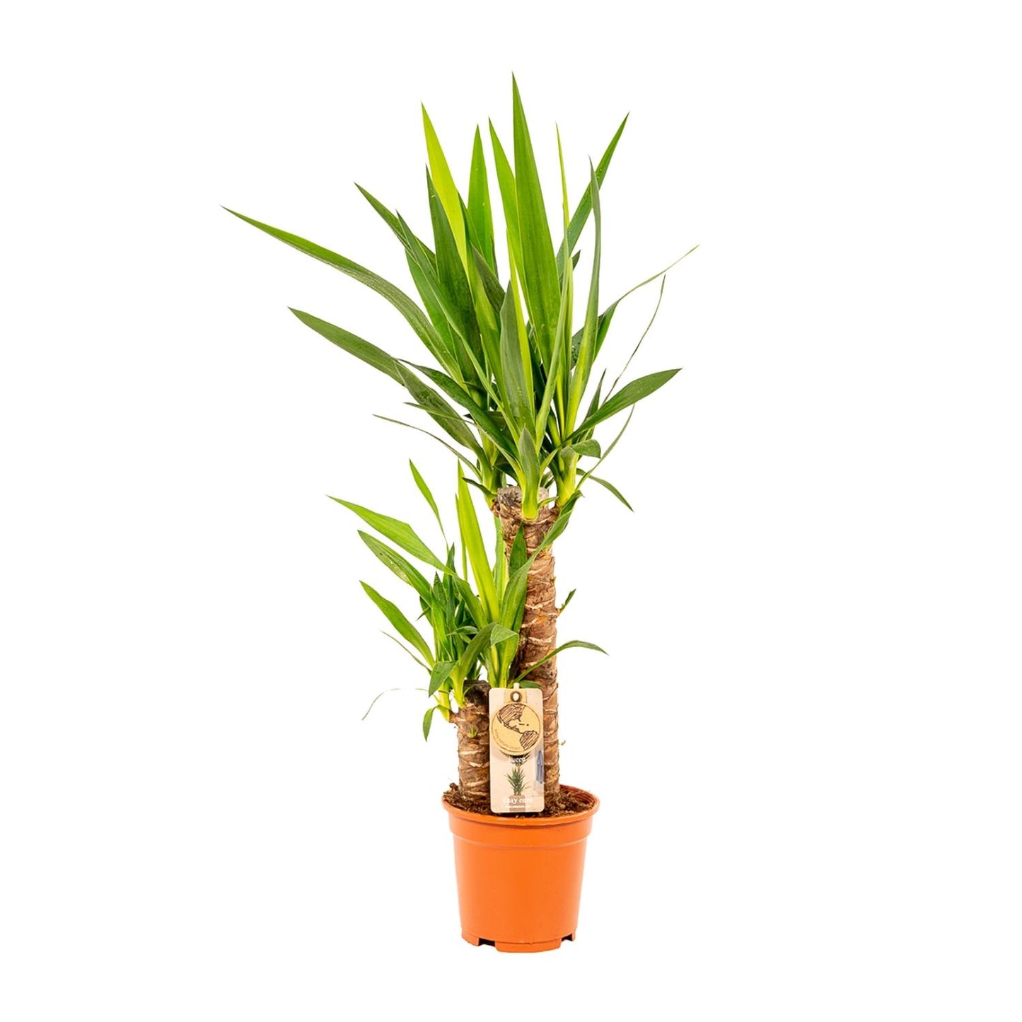 Yucca – Pflegeleichte und robuste Palmlilie Ø17cm, 90cm hoch