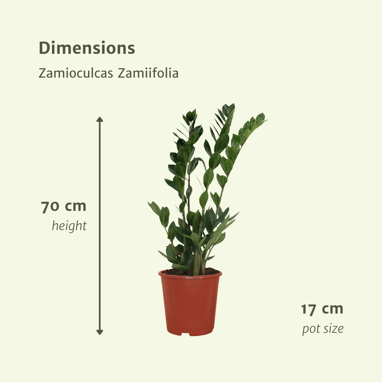 2x Zamioculcas Zamiifolia – Smaragdpalme, 70 cm, ø17 cm